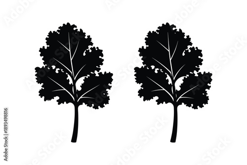 Black silhouette of kale leaves isolated on white background depicting fresh organic vegetable for healthy diet