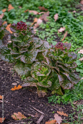 Red lettuce growing in garden bed – fresh organic salad