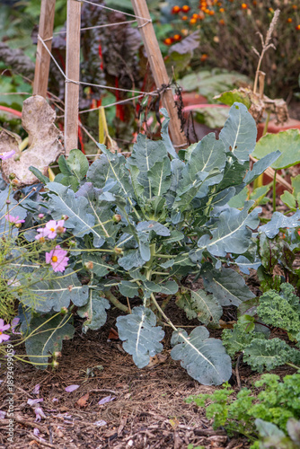 Broccoli plant growing in mixed vegetable garden with flowers