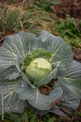 Young cabbage plant growing in garden with water droplets