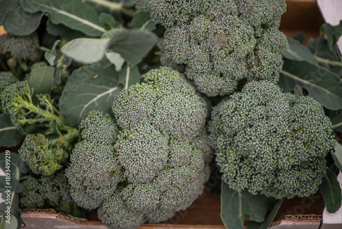 Fresh broccoli harvest in wicker basket close-up