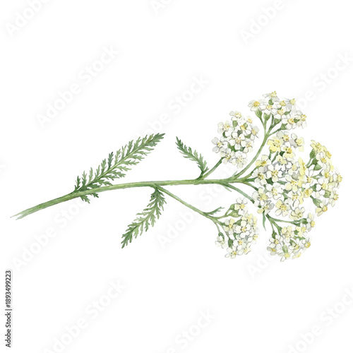 Yarrow Flower Watercolor Vector Botanical Illustration Isolated on White Background
