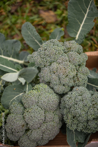 Fresh broccoli harvest in wicker basket close-up