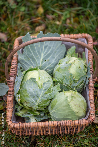 Fresh green cabbage harvest in wicker basket outdoors