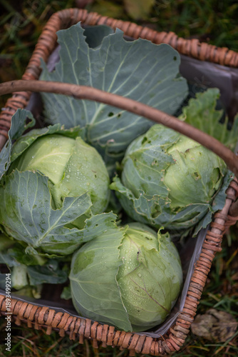 Fresh green cabbage harvest in wicker basket outdoors