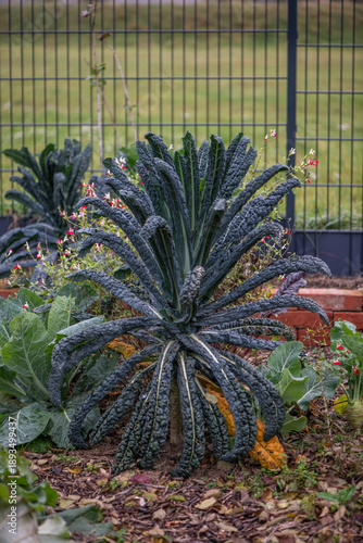 Tuscan kale (black kale) growing in vegetable garden