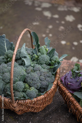 Fresh broccoli harvest in wicker basket close-up