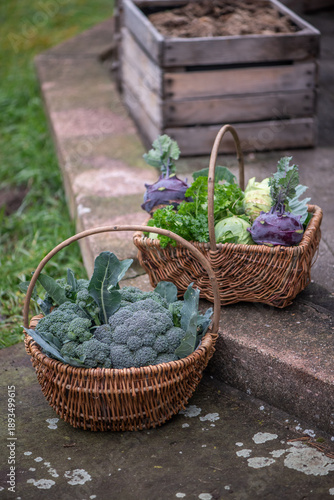 Fresh organic vegetables harvest in wicker baskets outdoors