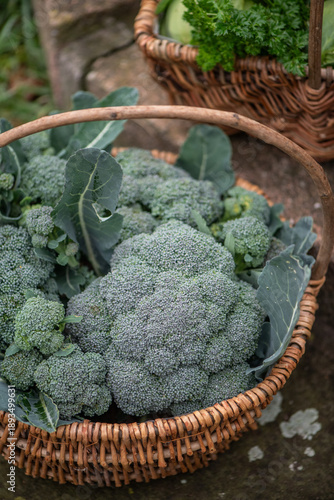 Fresh broccoli harvest in wicker basket close-up