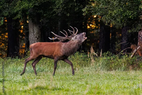 Obraz Rothirsch (Cervus elaphus)