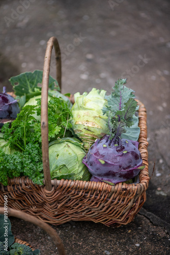 Fresh organic vegetables harvest in wicker baskets outdoors