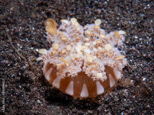 Upside down jellyfish resting on sandy Lembeh Strait seabed