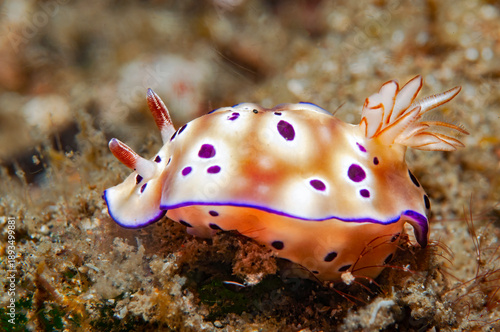 Hypselodoris tryoni nudibranch crawling on sandy seafloor in Lembeh Indonesia