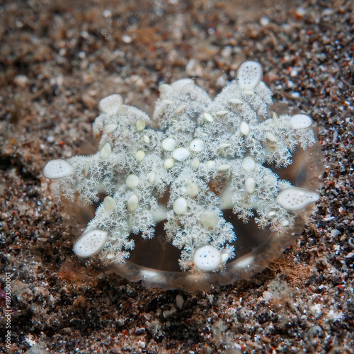Upside-down jellyfish resting on sandy seabed in Lembeh Indonesia