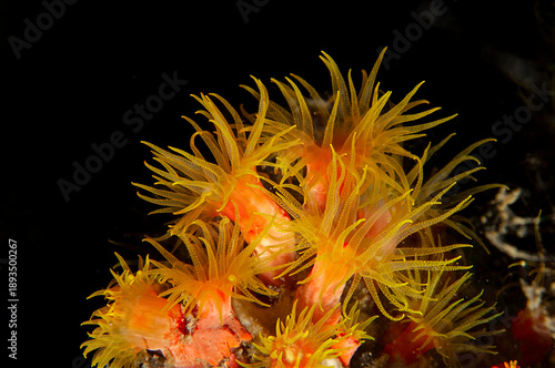 Close up of vibrant orange-tube sun coral colony in Lembeh Indonesia