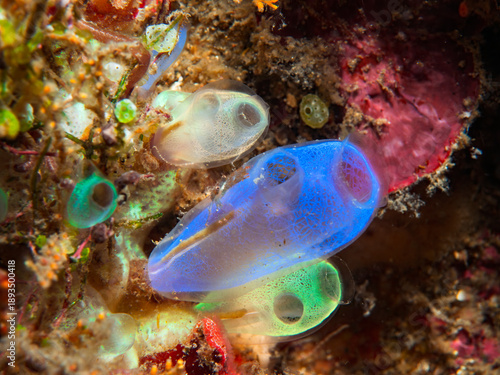 Colorful Rhopalaea Tunicates on Coral Reef in Lembeh Indonesia