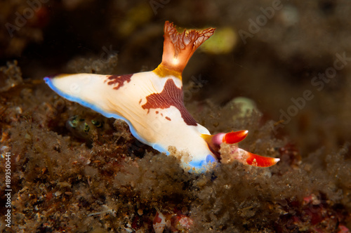 Colorful Chamberlain's Nembrotha Nudibranch Crawling on Lembeh Seafloor