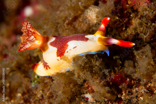 Colorful Chamberlain's Nembrotha Nudibranch Crawling on Lembeh Seafloor