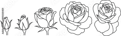 Minimal line art rose flower blooming stages illustration with bud to full bloom outlines for floral design tattoo coloring book and botanical concepts