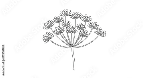 Black and white botanical line drawing of an umbel flower head with many small buds on thin radiating branches.