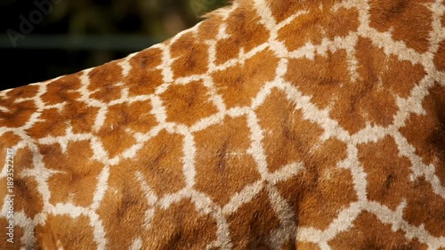 Detailed view of a giraffe's fur pattern and texture.