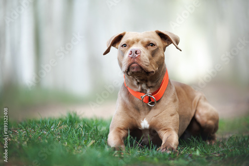 Foto american pit bull terrier dog lying outdoors