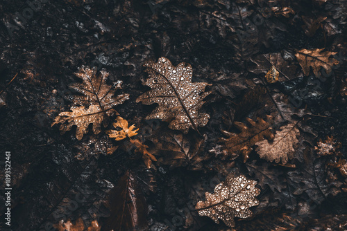 oak leaves covered with water drops on the ground an autumn morning