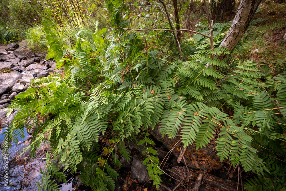 Obraz premium Royal fern - swedish biggest fern on south part of lake Hammarsjön beside a stream