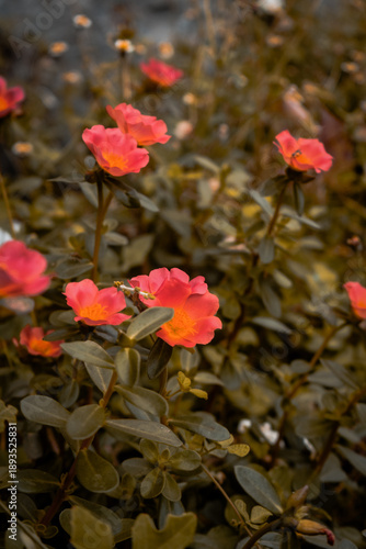 Soft coral blossoms glowing against lush green foliage create a serene, dreamy garden scene that brings warmth, freshness, and natural elegance to any space.