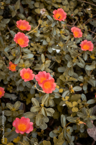 Soft coral blossoms glowing against lush green foliage create a serene, dreamy garden scene that brings warmth, freshness, and natural elegance to any space.