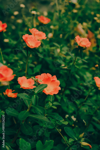 Soft coral blossoms glowing against lush green foliage create a serene, dreamy garden scene that brings warmth, freshness, and natural elegance to any space.