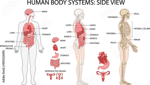 Human body systems side view anatomy, internal organs, skeletal structure, educational medical chart, labeled organs, healthcare poster, flat vector illustration