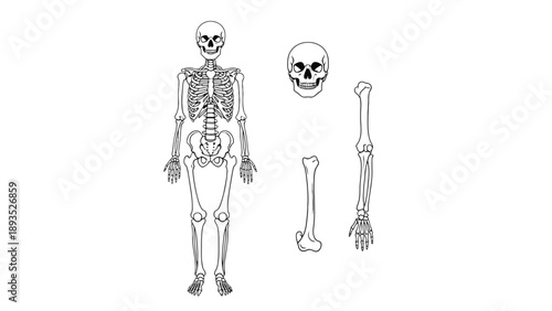 Human Skeleton Anatomy Chart Illustration Representing Osteology Medical Education and Forensic Study Vector Illustration
