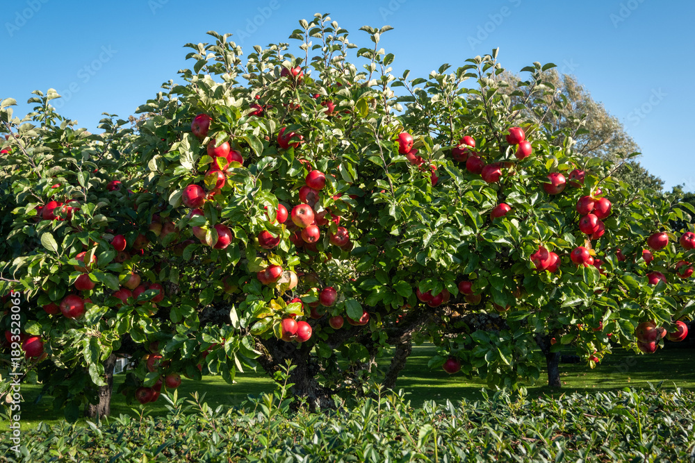 Fototapeta premium Apple trees on Visingsö island in Sweden