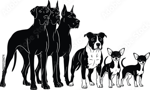 Black silhouette lineup of five diverse dog breeds standing side by side from giant Great Dane to tiny Chihuahua including Doberman Pitbull vector illustration isolated on white background