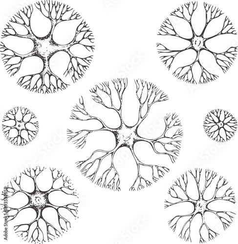 Scientific of neurons with branching dendrites and axons nerve cell biology science