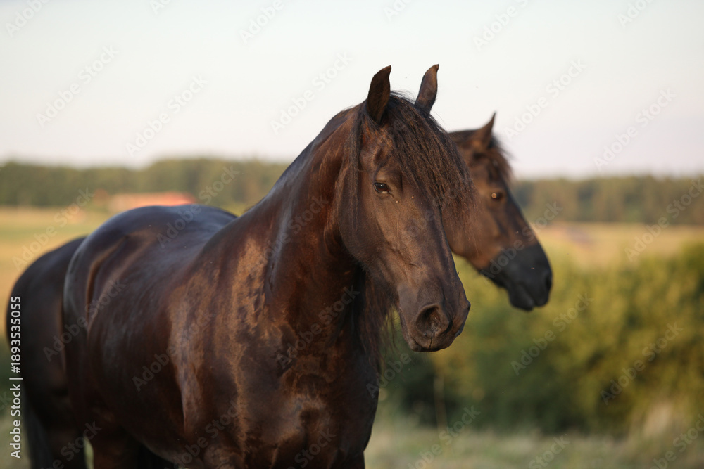 Obraz premium Friesian horse moving in sunset