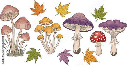 Hand Drawn Autumn Mushrooms and Maple Leaves Vector Illustration Set with Forest Fungi, Toadstools, and Fall Nature Elements