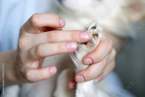 Bild auf Leinwand Paw care at a professional grooming salon