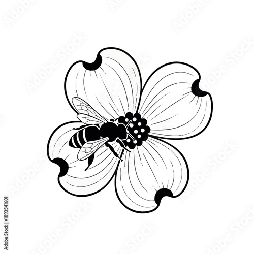 Black and white bee on a dogwood flower insect bloom desig