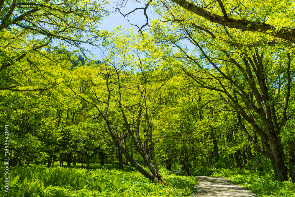 Fototapeta premium 日本の風景・初夏 長野 新緑の上高地 徳沢