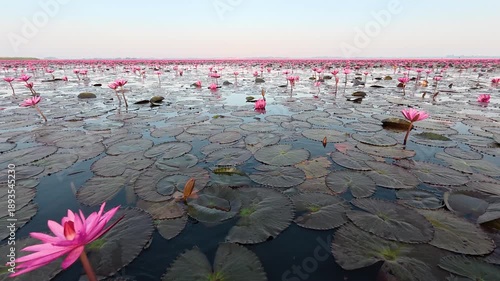 View from a small wooden boat crossing Red Lotus Lake in Udon Thani, Thailand. Thousands of pink lotus flowers cover calm water at sunrise, creating a peaceful natural wetland landscape.