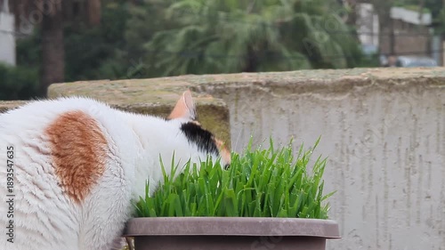 A close-up of a domestic calico cat enthusiastically eating fresh green cat grass from a pot outdoors, a natural and healthy feline activity