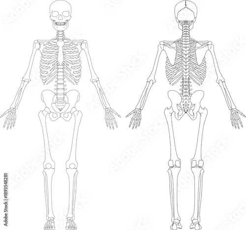 人体の全身骨格解剖ラスト