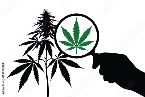 Cannabis Research Analysis, medical science concept