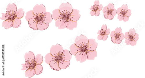 Pink cherry blossom flower vector set with delicate sakura blooms for spring wedding, romantic and botanical design