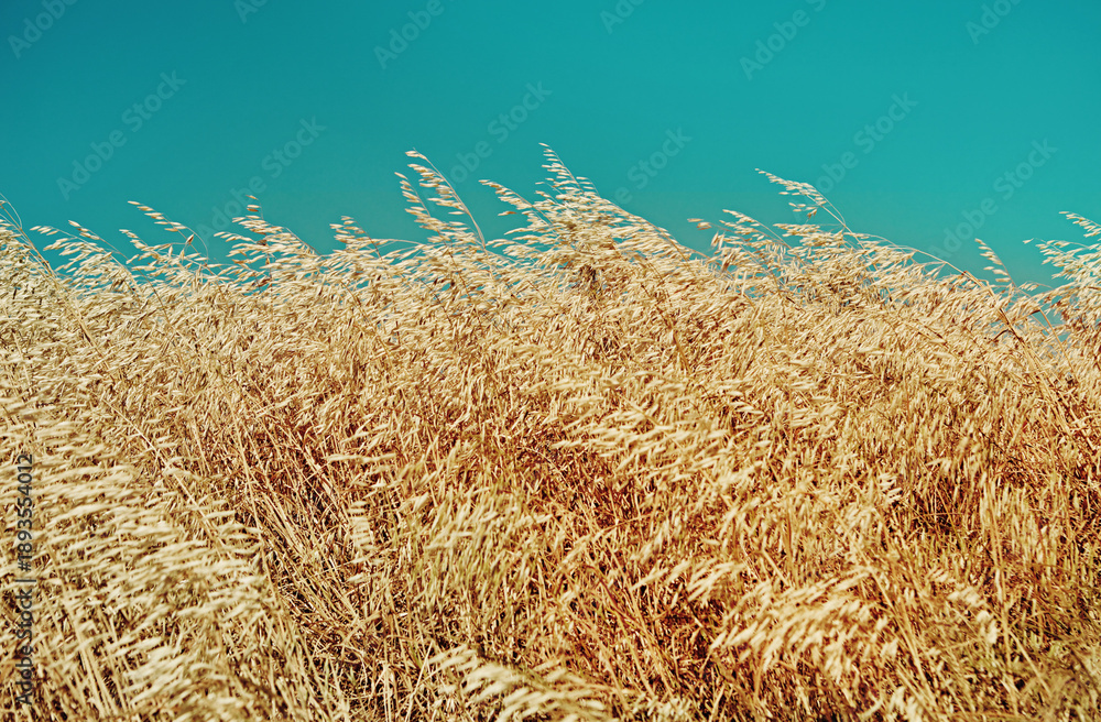 Fototapeta premium Field, vacant or grass in countryside with sky, empty area or wheat growth in agriculture hobby. Farming, space and outdoor landscape with reeds, crops and overgrown vegetation in Australia.