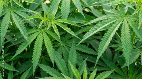 Wallpaper Mural Green cannabis plants growing in a field at daylight with clear skies above Torontodigital.ca