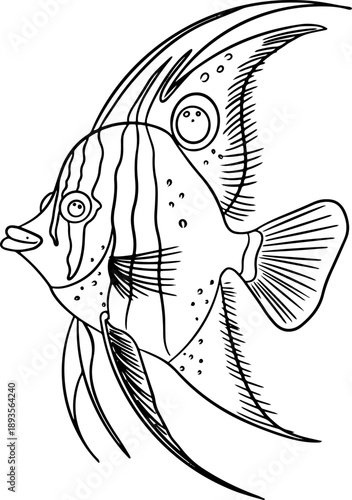 Hand Drawn Angelfish Style Tropical Fish Illustration