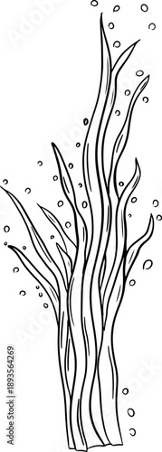 Hand drawn tall seaweed illustrated in black line doodle style. Minimalist contour marine plant isolated on white background. Ideal for ocean designs, patterns, coloring pages and underwater themed gr